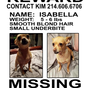 Lost Dog Isabella