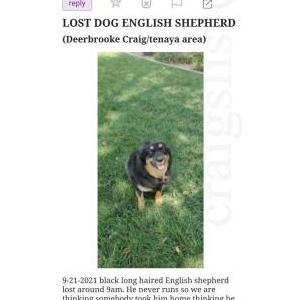 Lost Dog Kiba