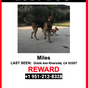 Lost Dog Miles