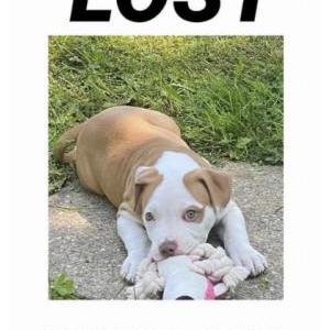 Lost Dog Roxie
