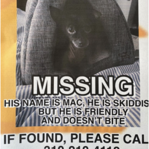 Lost Dog Mac