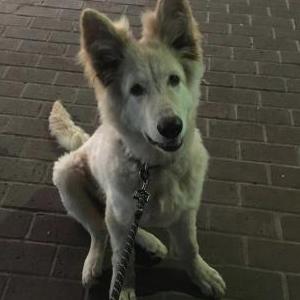 Lost Dog Lumine