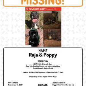 Lost Dog Raja & Poppy