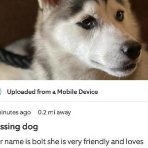 Lost Dog Bolt