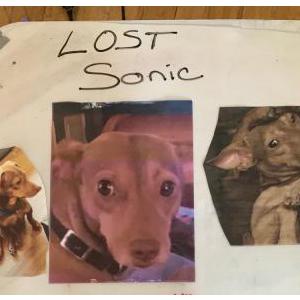 Lost Dog Sonic Baker