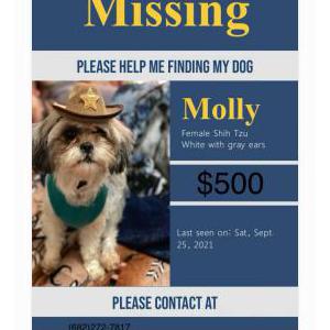 Lost Dog Molly