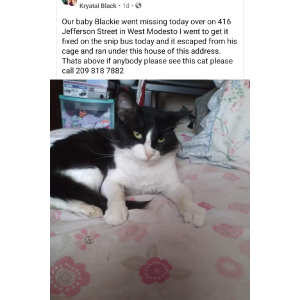 Lost Cat Blackie