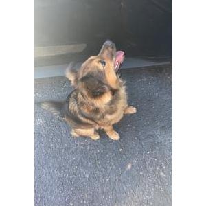 Lost Dog Hazel