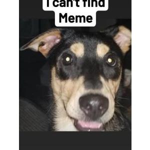 Lost Dog Meme