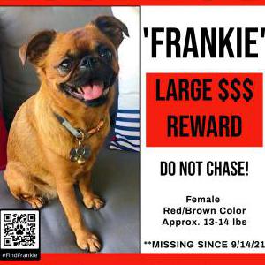 Lost Dog Frankie