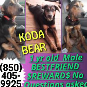 Lost Dog Koda Bear