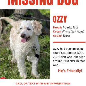 Lost Dog Ozzy