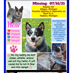 Lost Dog Hexe