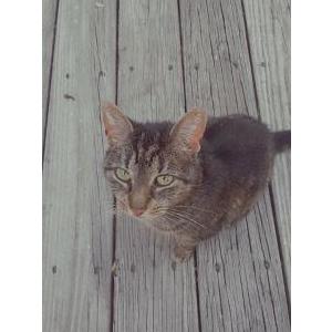 2nd Image of Putter, Lost Cat