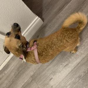 Lost Dog Bambi