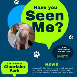 Lost Dog Kovid