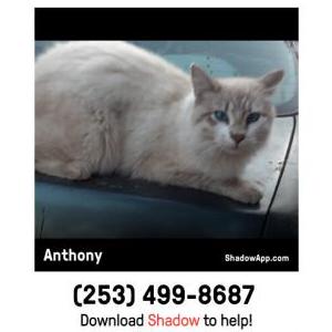 Lost Cat Anthony