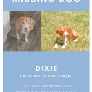Lost Dog Dixie
