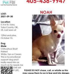 Lost Dog NOAH
