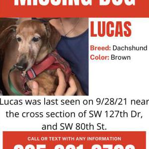 Lost Dog Lucas
