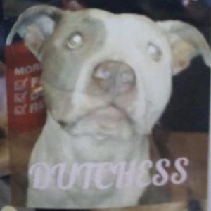 Lost Dog Dutchess