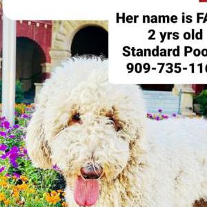 Lost Dog Faith