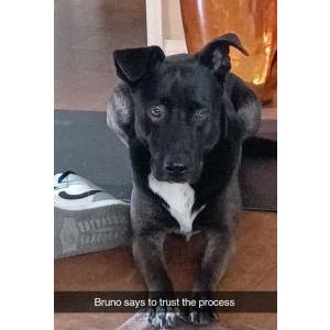 Lost Dog Bruno