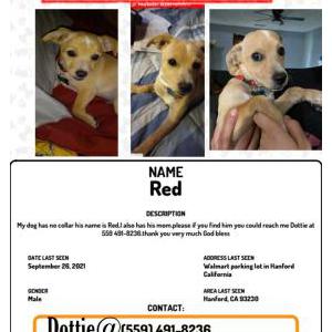 Lost Dog Red