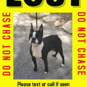 Lost Dog Ember