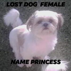 Lost Dog Princess