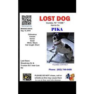 Lost Dog Pika