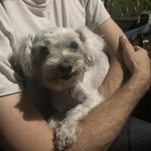 Lost Dog Female Maltese