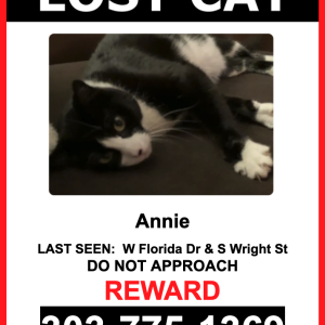 Lost Cat Annie