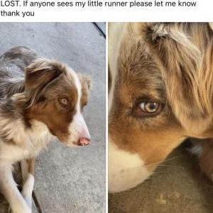 Lost Dog Kleo