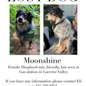 Lost Dog Moonshine