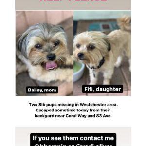 Lost Dog Bailey and Fifi