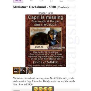 Lost Dog Capri