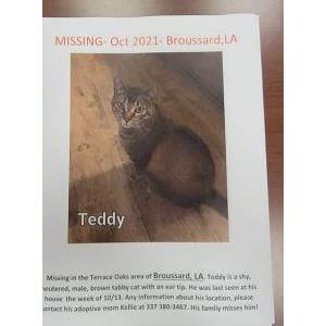 Lost Cat Teddy