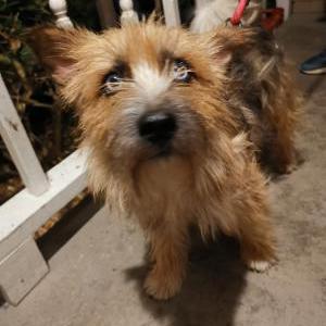 Found Dog Unknown Male Yorkie