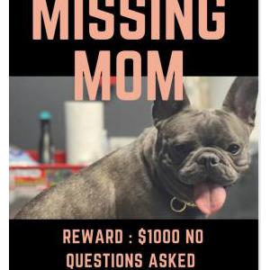 Lost Dog Gigi