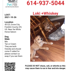 Lost Dog Loki + Whiskey