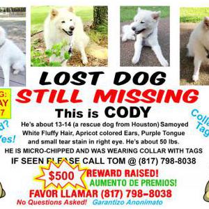 2nd Image of Cody, Lost Dog