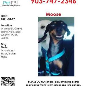 Lost Dog Moose