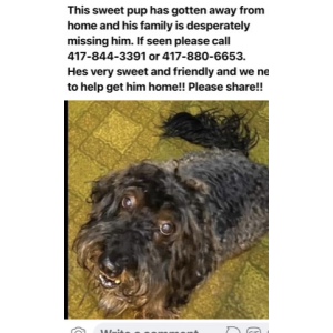 Lost Dog Quiggers