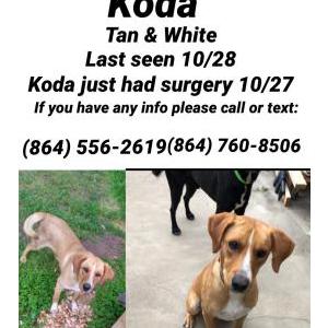 Lost Dog Koda