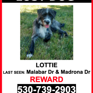 Lost Dog Lottie