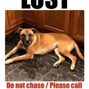 Lost Dog Allie