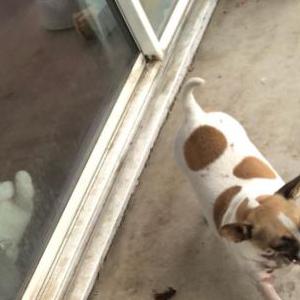 2nd Image of Peanut, Lost Dog