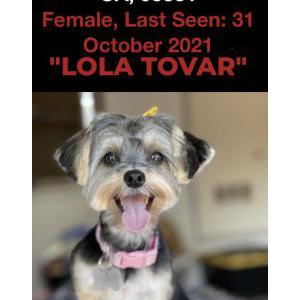 Lost Dog Lola