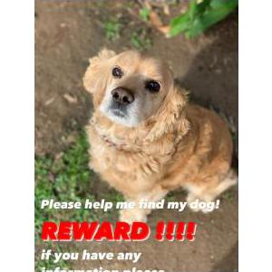 Lost Dog Caramelo